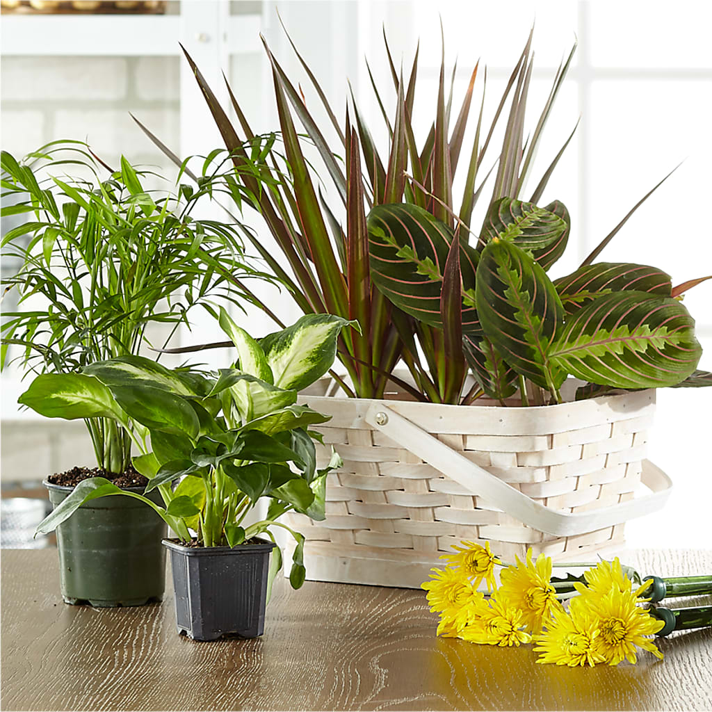 Florist Designed Blooming and Green Plants in a Basket – The Owls Nest Florist, York SC