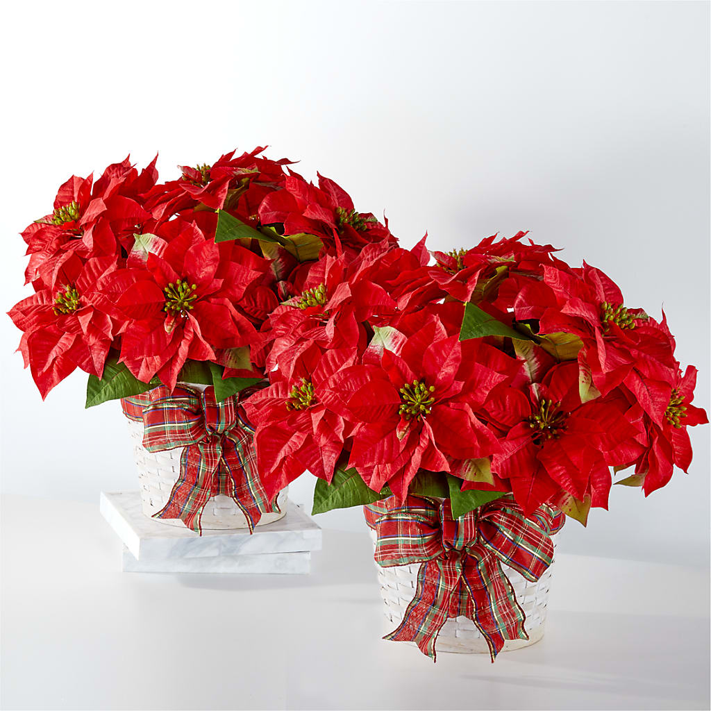 Happiest Holidays Poinsettia Bundle – The Owls Nest Florist, York SC