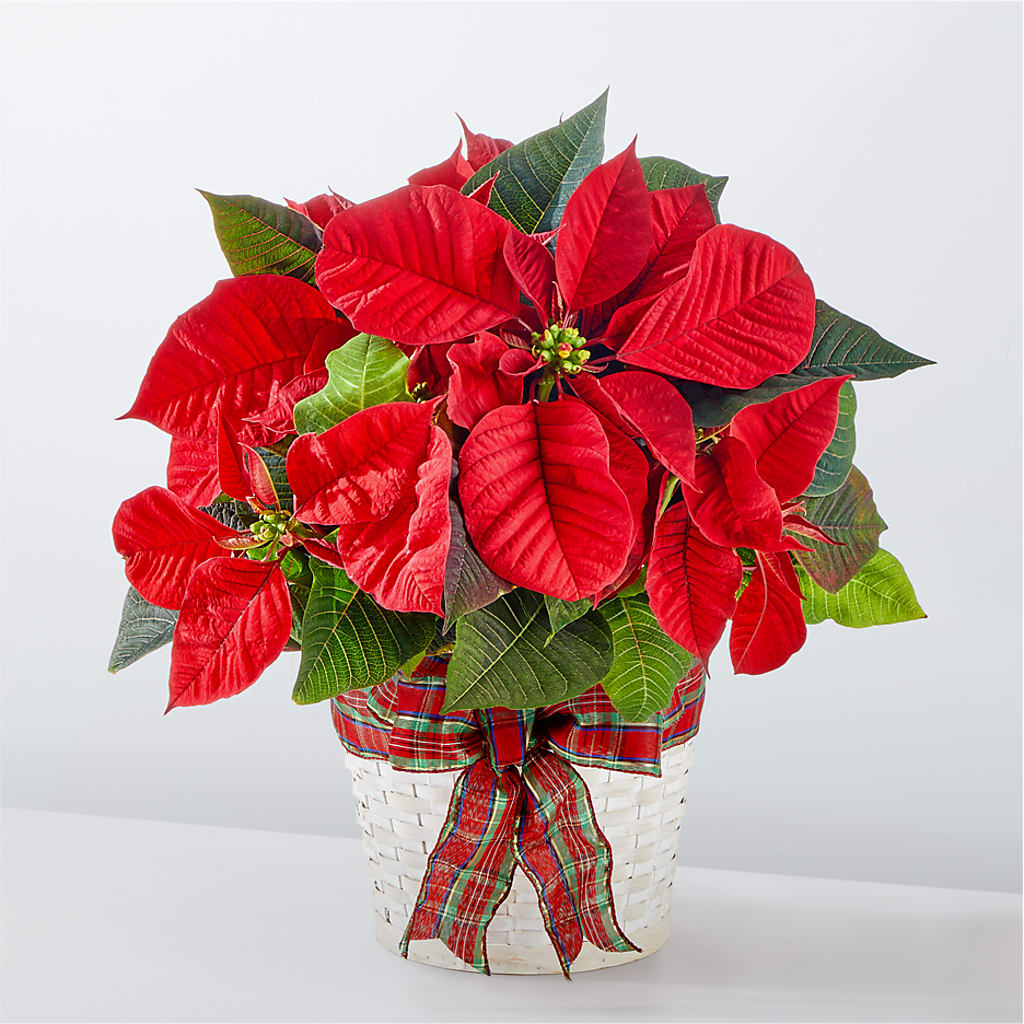 Happiest Holidays Poinsettia – The Owls Nest Florist, York SC