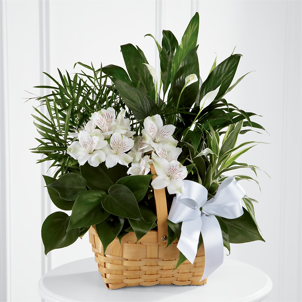 Peace & Serenity Dishgarden – The Owls Nest Florist, York SC