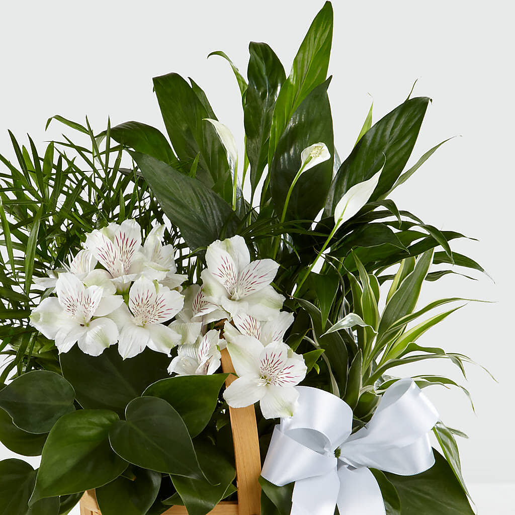 Peace & Serenity Dishgarden – The Owls Nest Florist, York SC