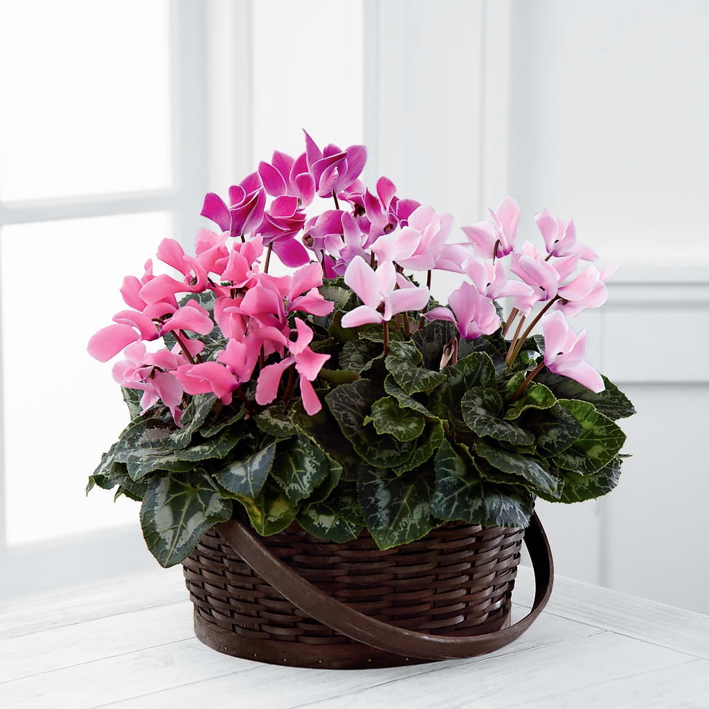 Mixed Cyclamen Planter – The Owls Nest Florist, York SC