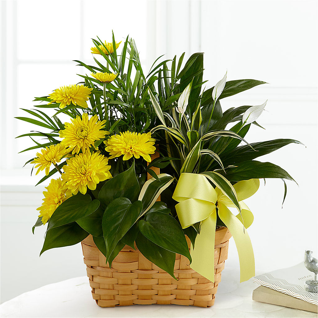 Loving Light Dishgarden – The Owls Nest Florist, York SC