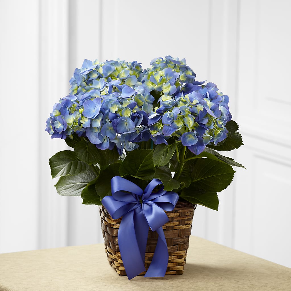 Blue Hydrangea Planter – The Owls Nest Florist, York SC