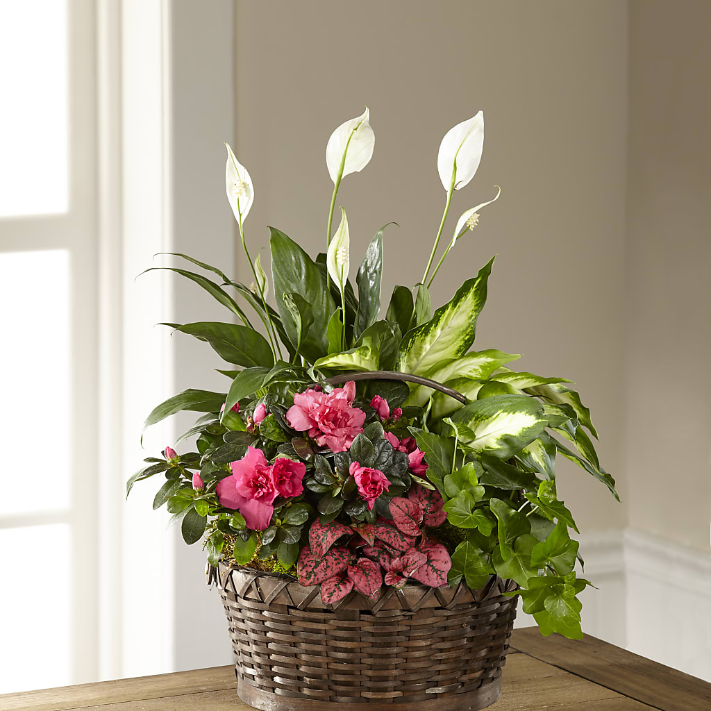 Dream in Pink Dishgarden – The Owls Nest Florist, York SC