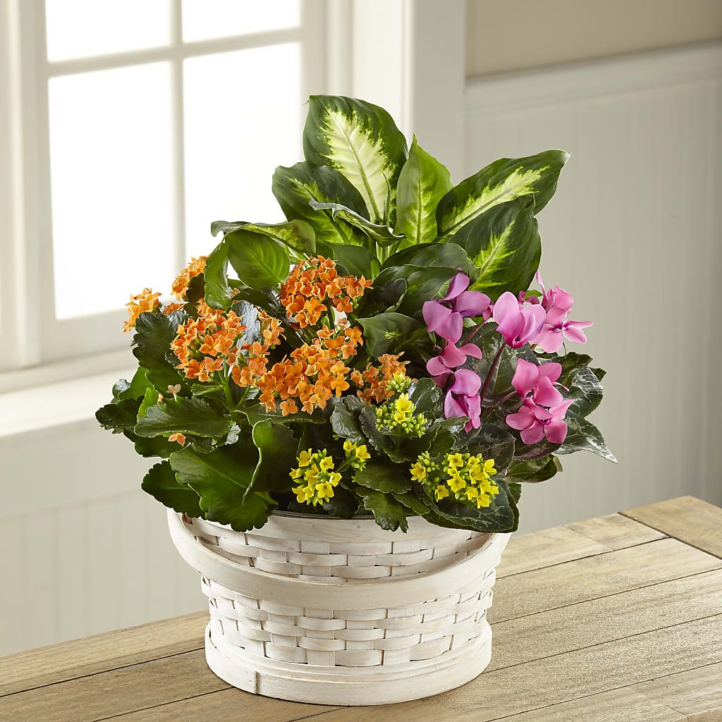 Color Crush Dishgarden – The Owls Nest Florist, York SC