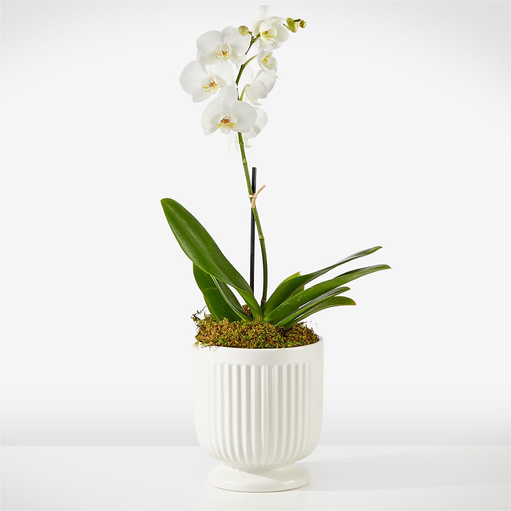 Whispering White Orchid – The Owls Nest Florist, York SC