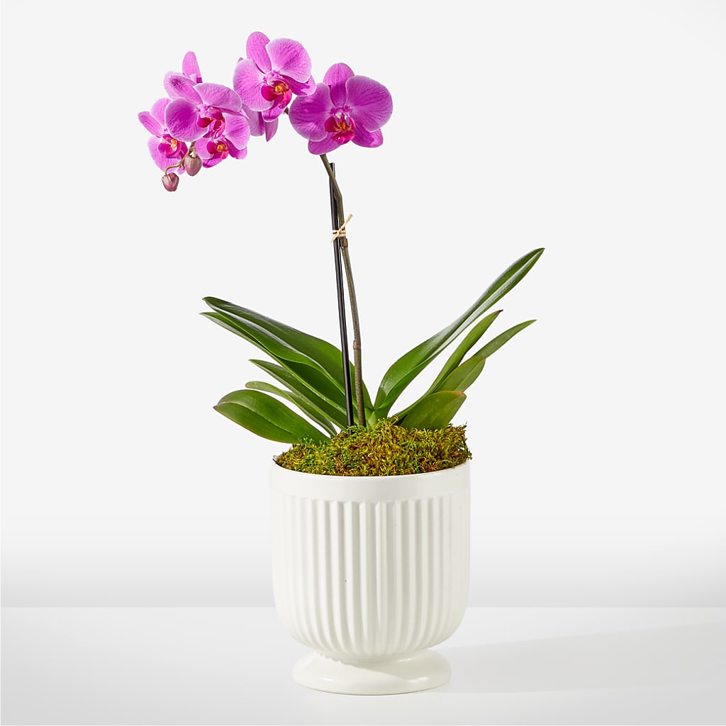 Friendly Fuchsia Orchid – The Owls Nest Florist, York SC