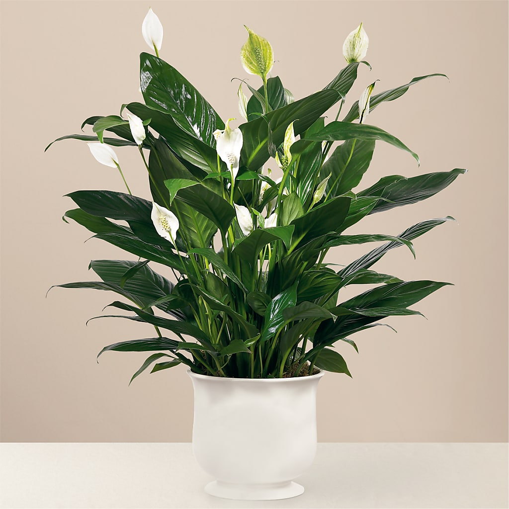 Comfort Planter – The Owls Nest Florist, York SC