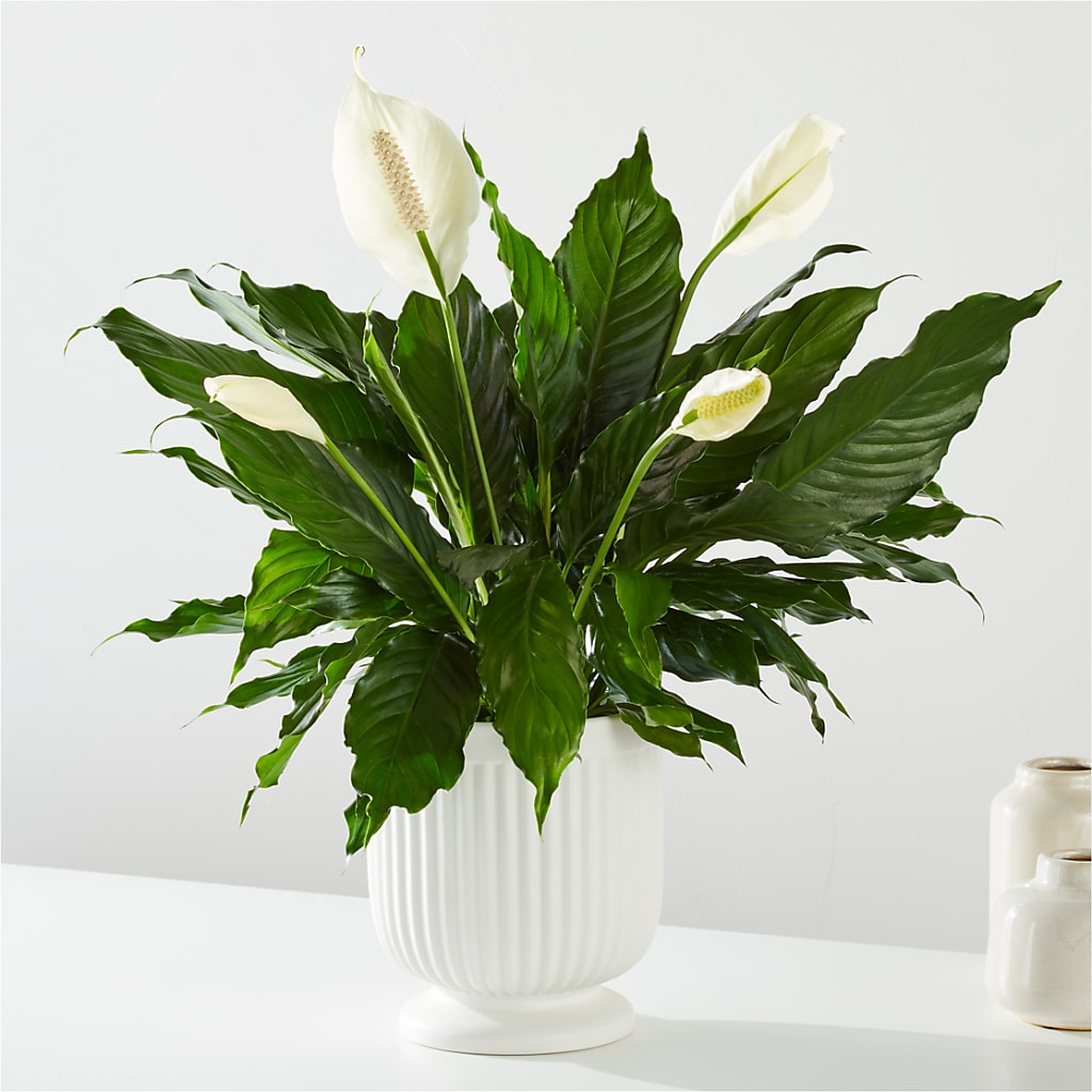 Comfort Planter – The Owls Nest Florist, York SC