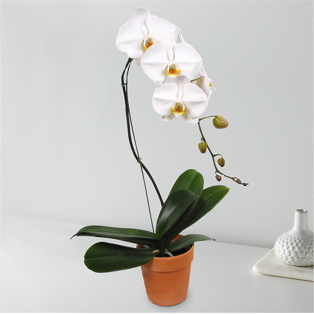 White Cascading Orchid – The Owls Nest Florist, York SC