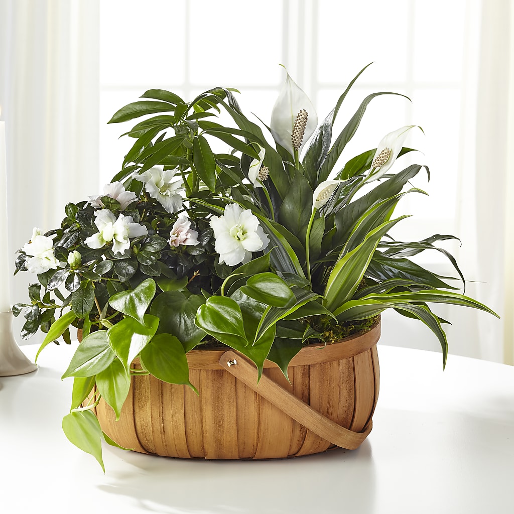 Serene Dishgarden – The Owls Nest Florist, York SC
