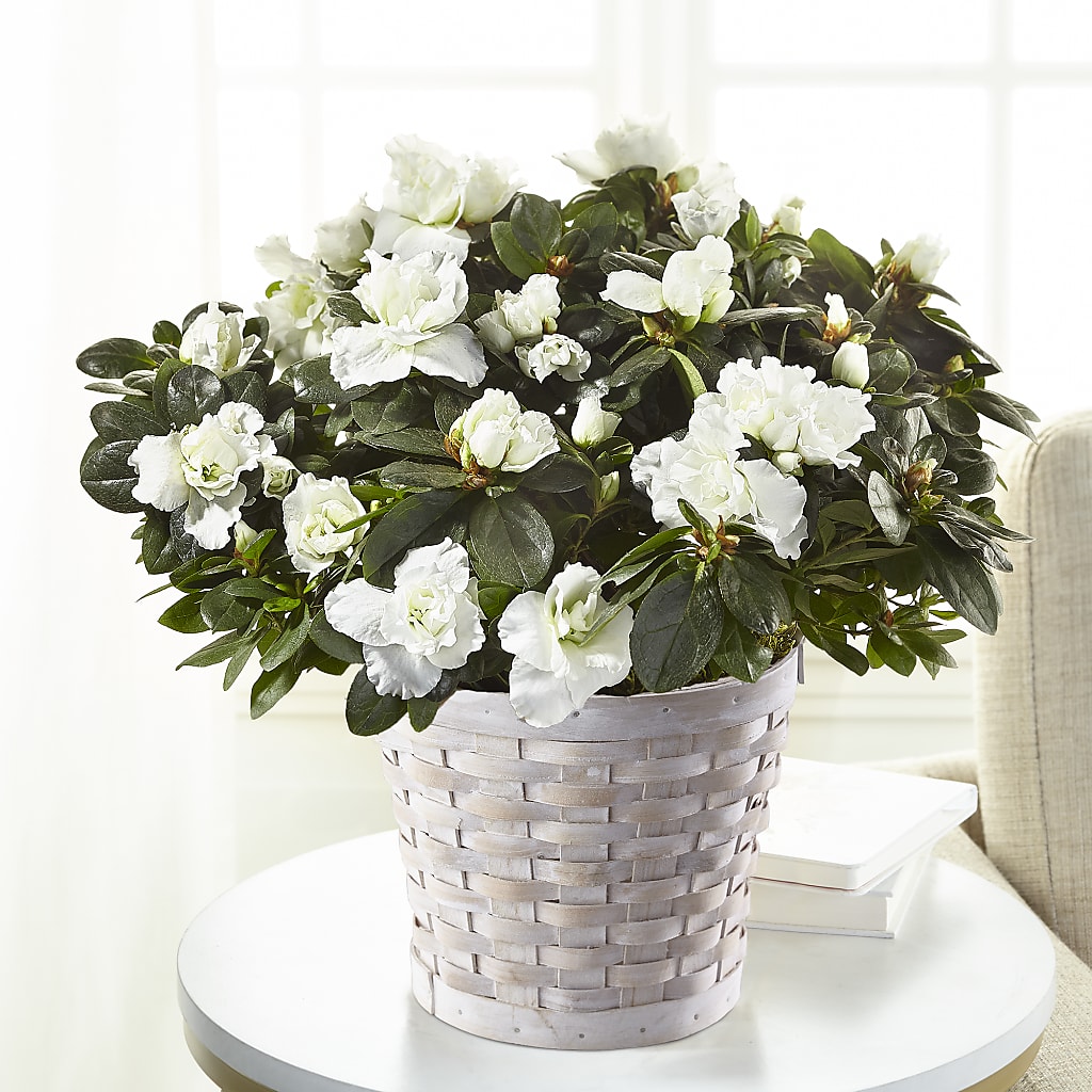 White Azalea Plant – The Owls Nest Florist, York SC