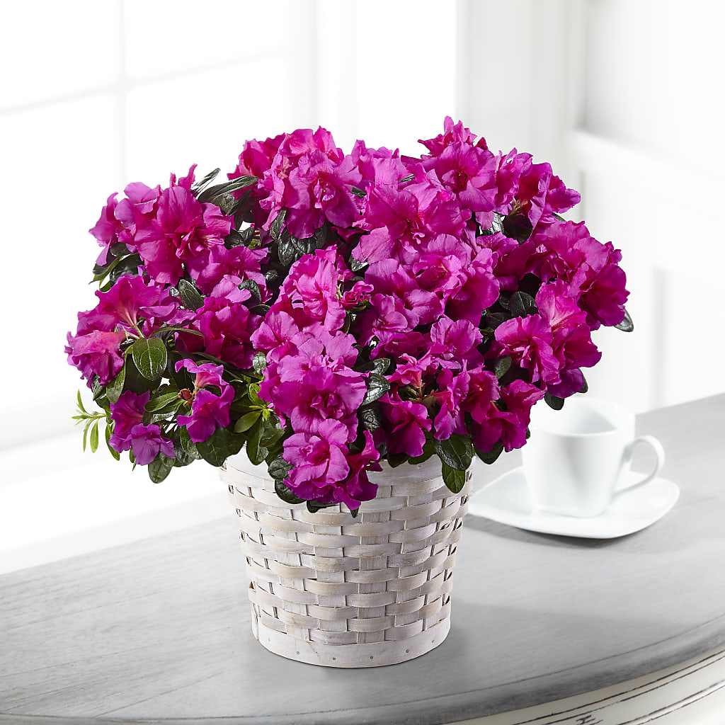 Hope & Serenity Azalea Plant – The Owls Nest Florist, York SC