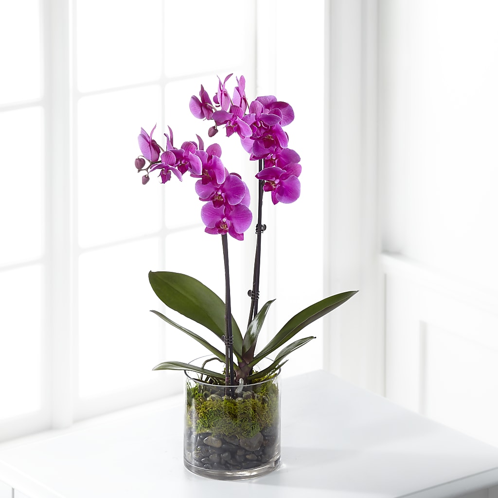Pink Orchid Plant – The Owls Nest Florist, York SC