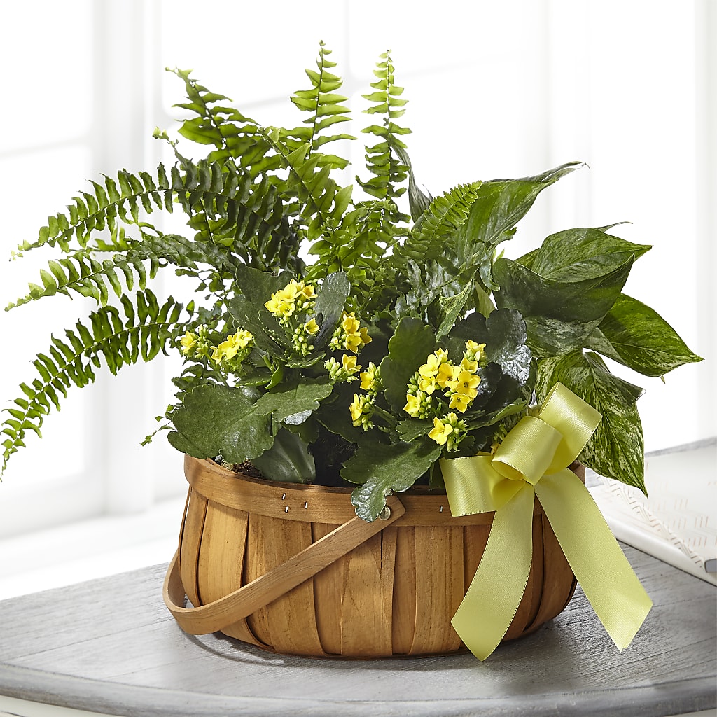 Always Dear Dishgarden – The Owls Nest Florist, York SC
