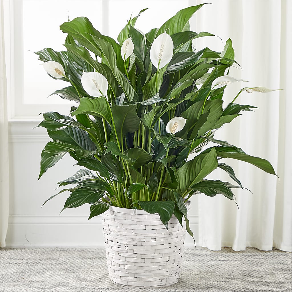 A New Leaf Peace Lily – The Owls Nest Florist, York SC
