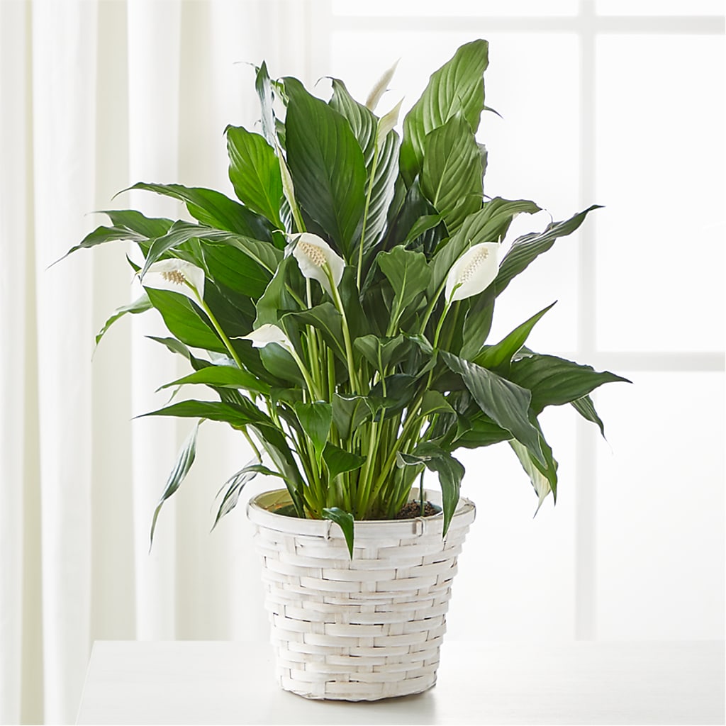 A New Leaf Peace Lily – The Owls Nest Florist, York SC