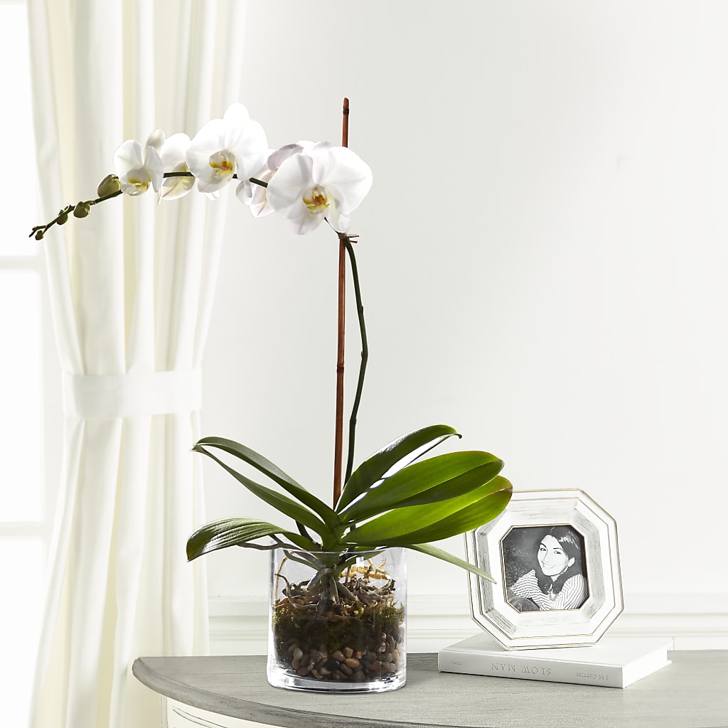 White Orchid Planter – The Owls Nest Florist, York SC
