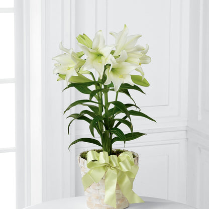Easter Lily Plant –  The Owls Nest Florist, York SC