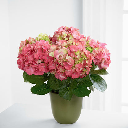 Pink Hydrangea Planter –  The Owls Nest Florist, York SC
