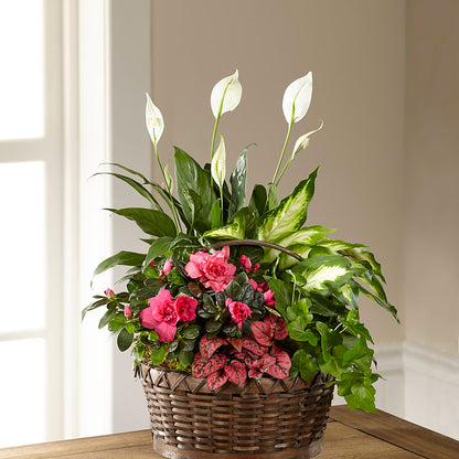 Dream in Pink Dishgarden –  The Owls Nest Florist, York SC