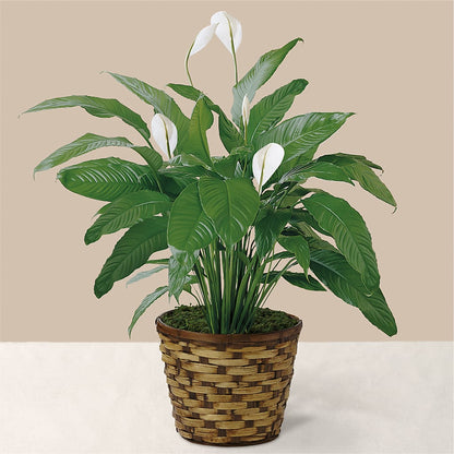 Tranquil Moments Peace Lily Plant –  The Owls Nest Florist, York SC