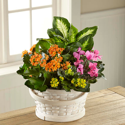 Color Crush Dishgarden –  The Owls Nest Florist, York SC