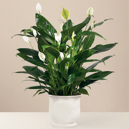 Comfort Planter –  The Owls Nest Florist, York SC