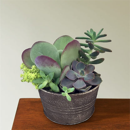 Lush Succulent Garden –  The Owls Nest Florist, York SC