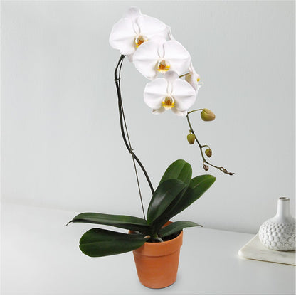 White Cascading Orchid –  The Owls Nest Florist, York SC