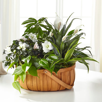 Serene Dishgarden –  The Owls Nest Florist, York SC