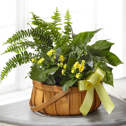Always Dear Dishgarden –  The Owls Nest Florist, York SC