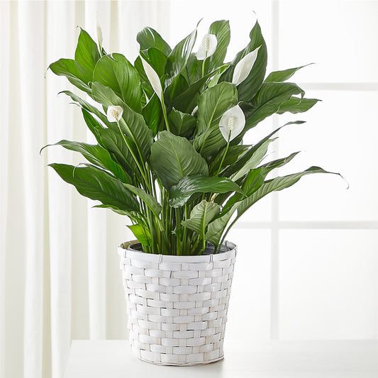 A New Leaf Peace Lily –  The Owls Nest Florist, York SC