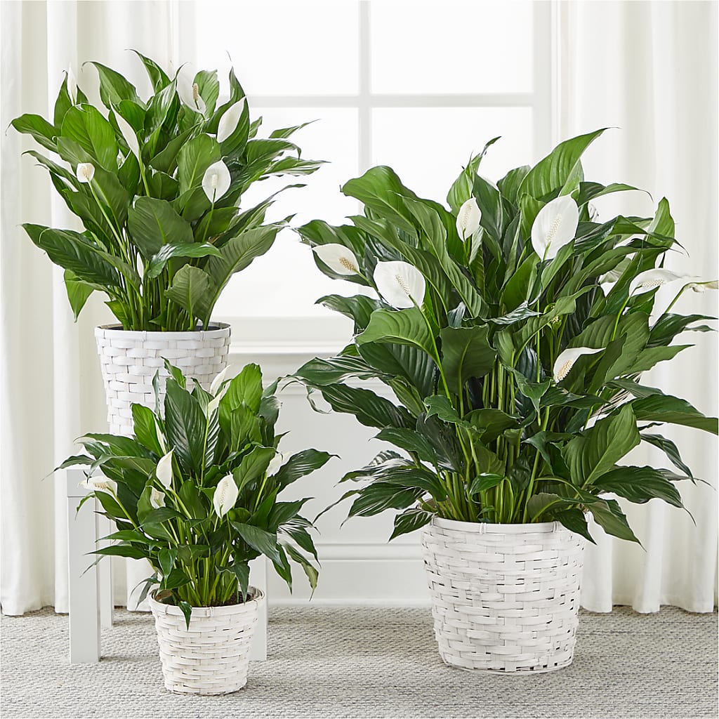 A New Leaf Peace Lily –  The Owls Nest Florist, York SC