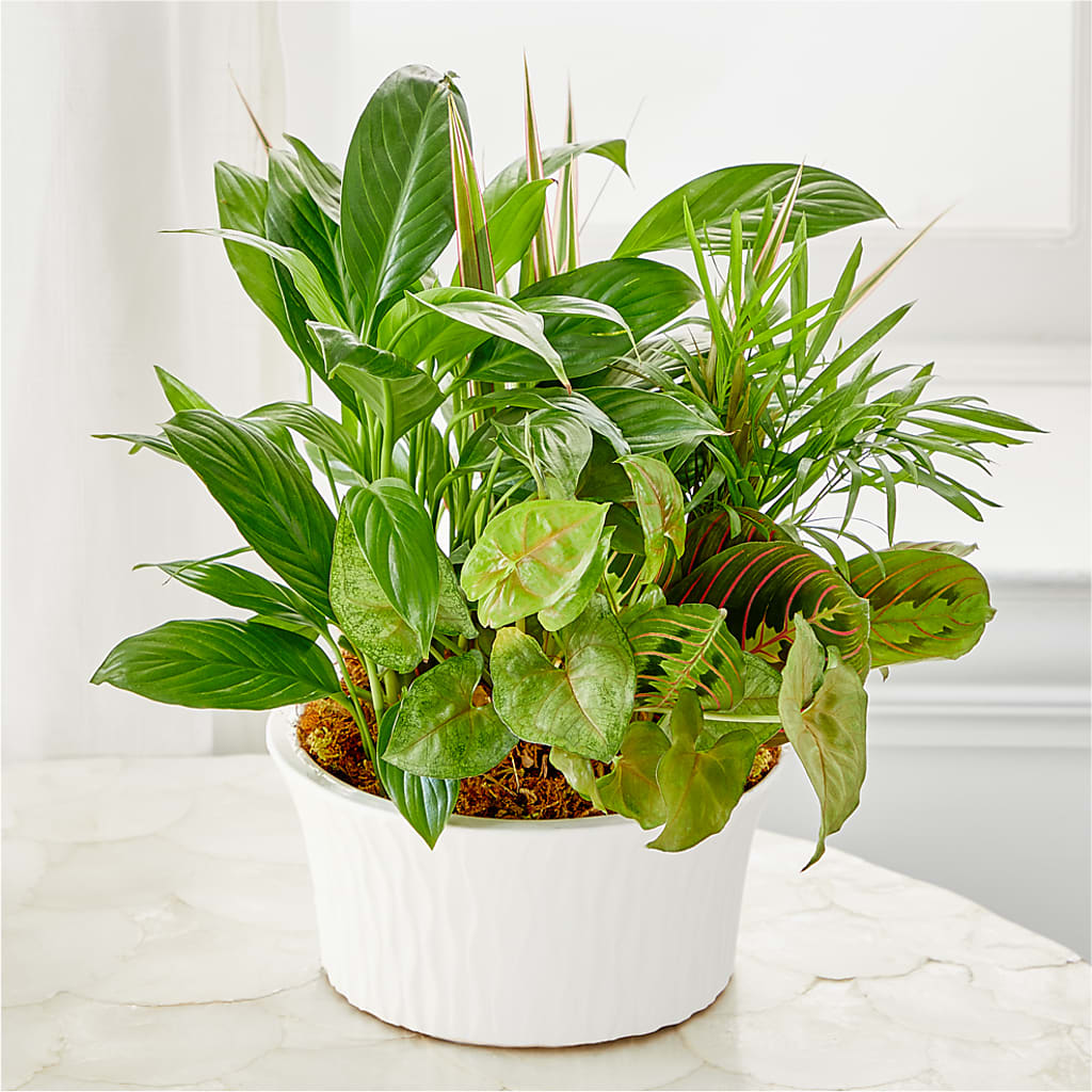 Balance & Harmony Dishgarden –  The Owls Nest Florist, York SC
