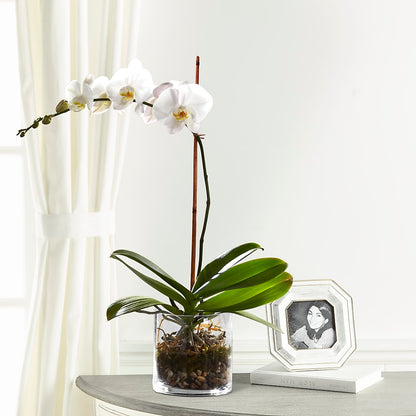 White Orchid Planter –  The Owls Nest Florist, York SC